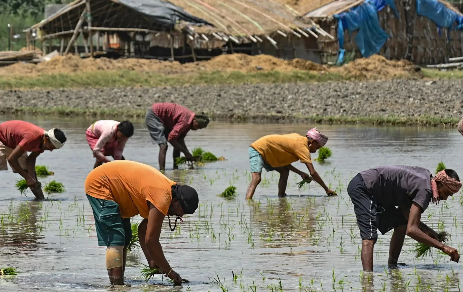 Waterless Fields, Taxed Farmers: The Growing Agrarian Crisis in Taunsa Sharif